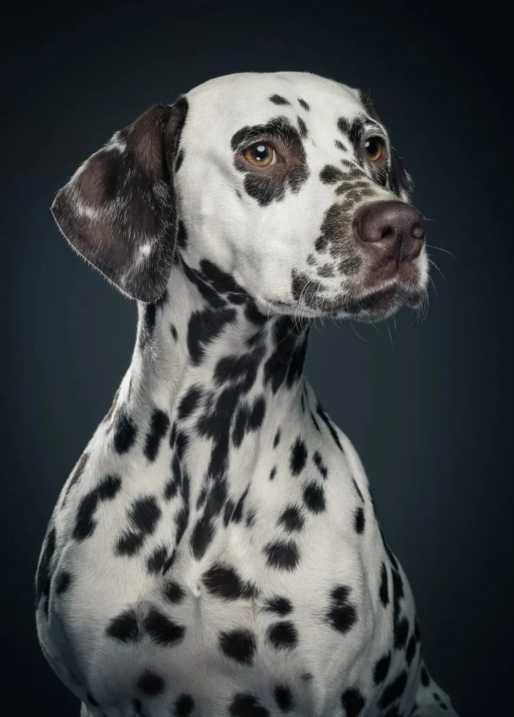 Striking portrait of a Dalmatian with dark brown eyes.